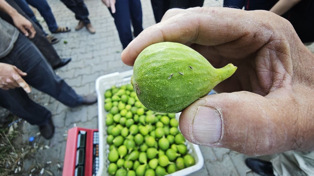 Karacasu’da üreticiye kaliteli ilek uyarısı