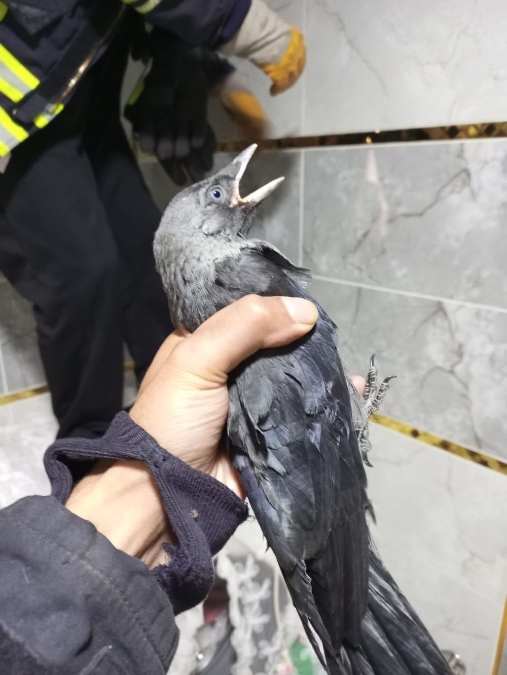 Karga yavrusuna uzanan şefkat eli