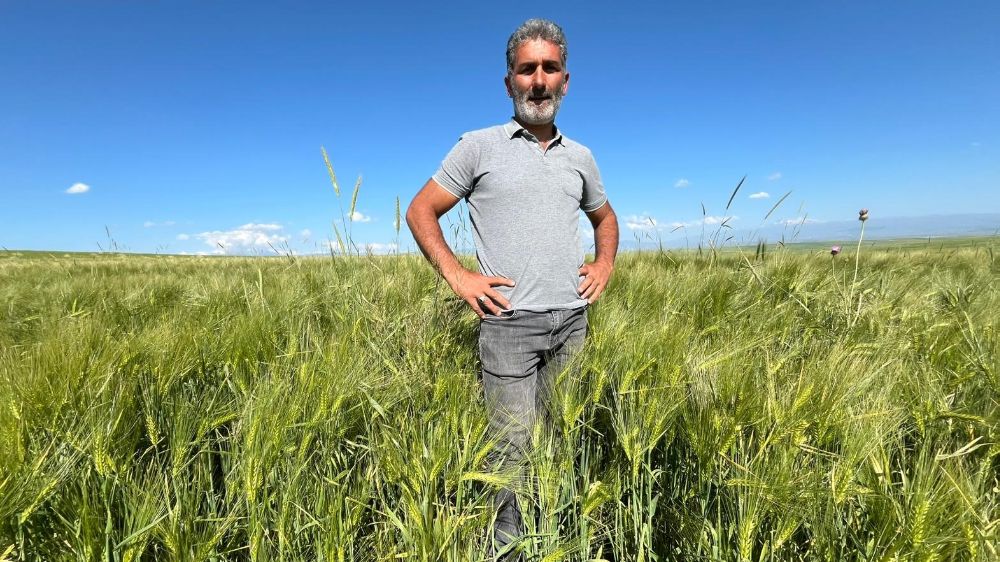 Kars'ta tarım arazilerinde yerli ve milli arpa bereketi