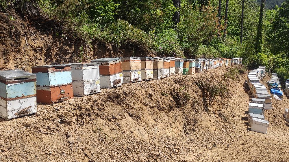 Kastamonu'da 56 arı kovanı zehirlendi: 1 milyona yakın arı telef oldu