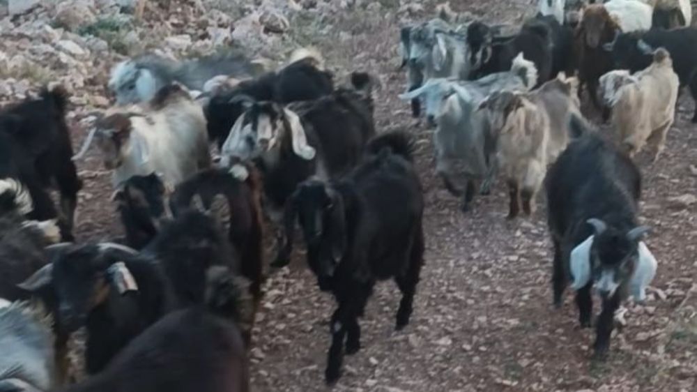 Kaybolan 38 küçükbaşın bulunması için yardım bekleniyor