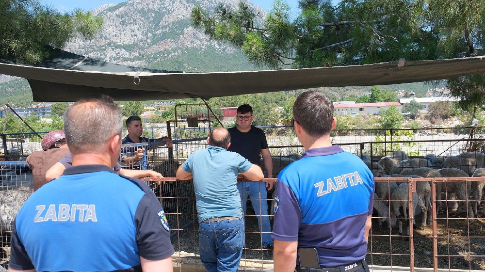 Kemer Belediyesi'nde kurban satış alanlarında denetim
