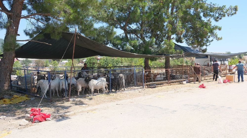 Kemer Belediyesi'nde kurban satış alanlarında denetim