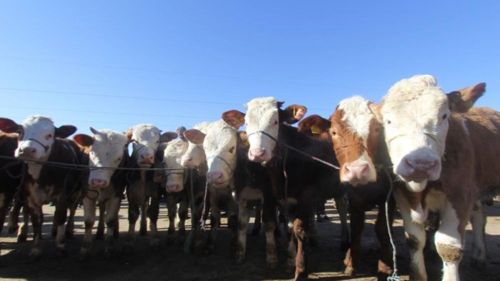 Kırsalda Bereket Hayvancılığa Destek Projesi kapsamında gebe düve dağıtımlarına başlanacak