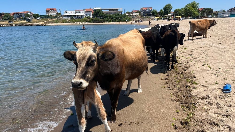 Kocaeli sahillerinde ineklerin deniz keyfi