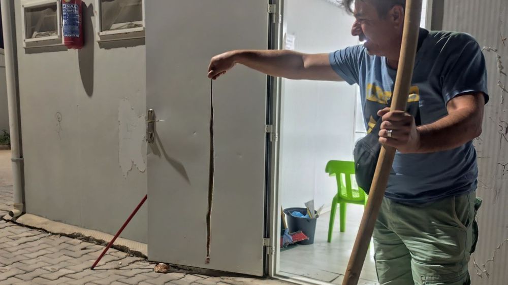 Konteynere giren yılan paniğe neden oldu