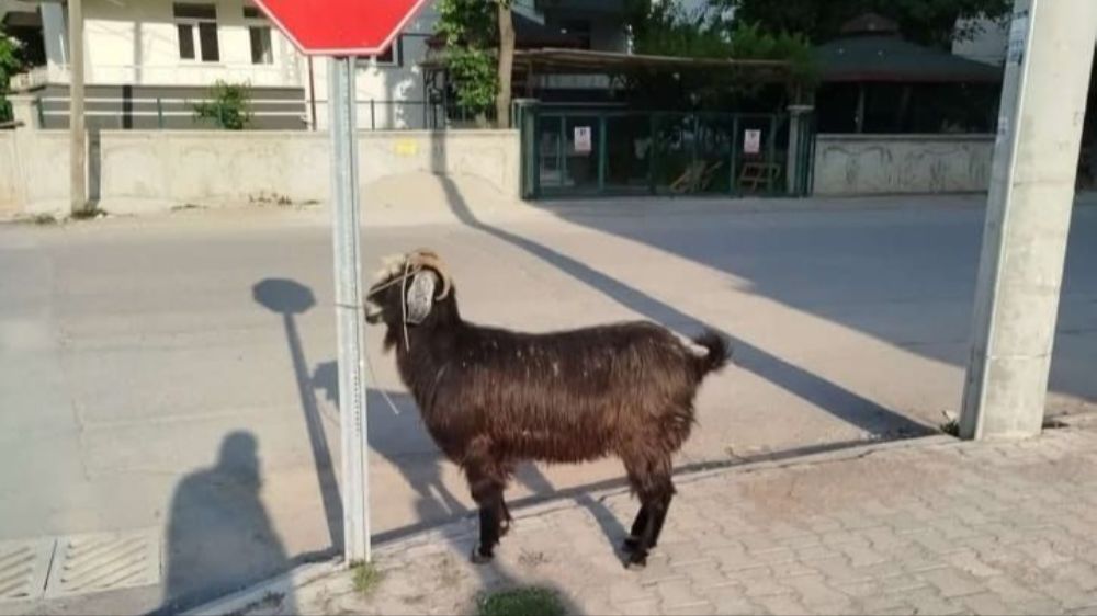 Konya’da Kurbanlık firari keçiler ekipler tarafından bulundu