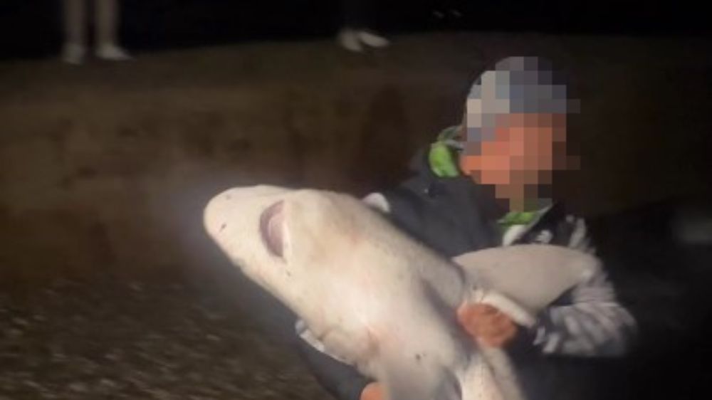 Köpek balıklarına yapılan "gösteri işkencesine" uzman uyarısı: "Ekosistemi bozuyor, korku yayıyor "