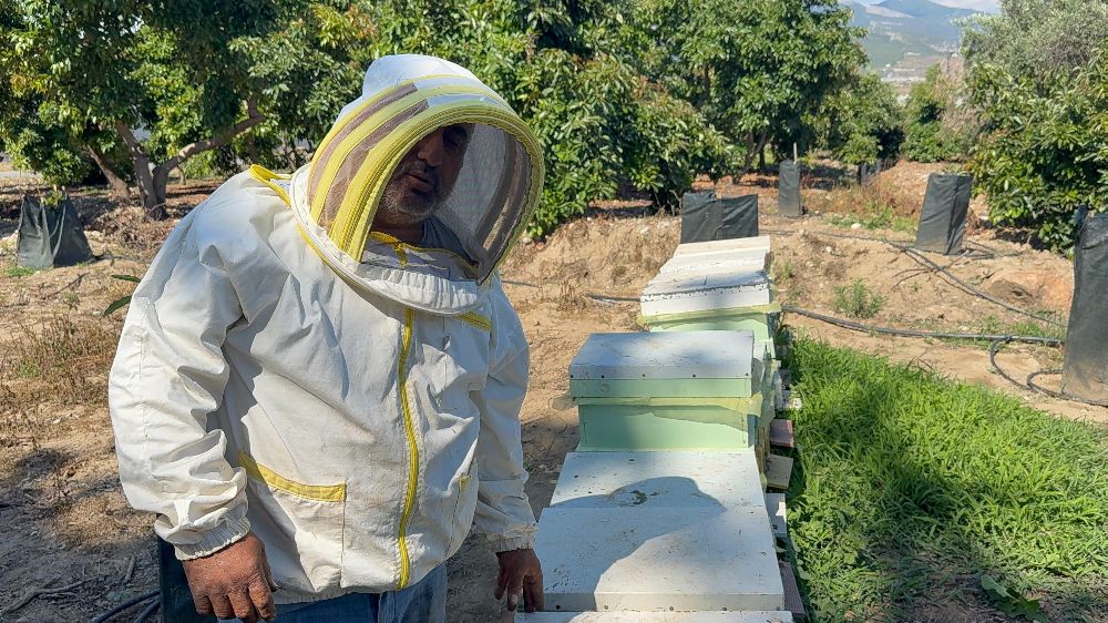 Kovanlarına ayı saldıran arıcı: "Bal falan kalmamış"
