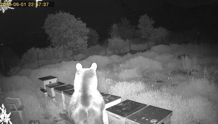 Kovanlarına ayı saldıran arıcı: "Bal falan kalmamış"