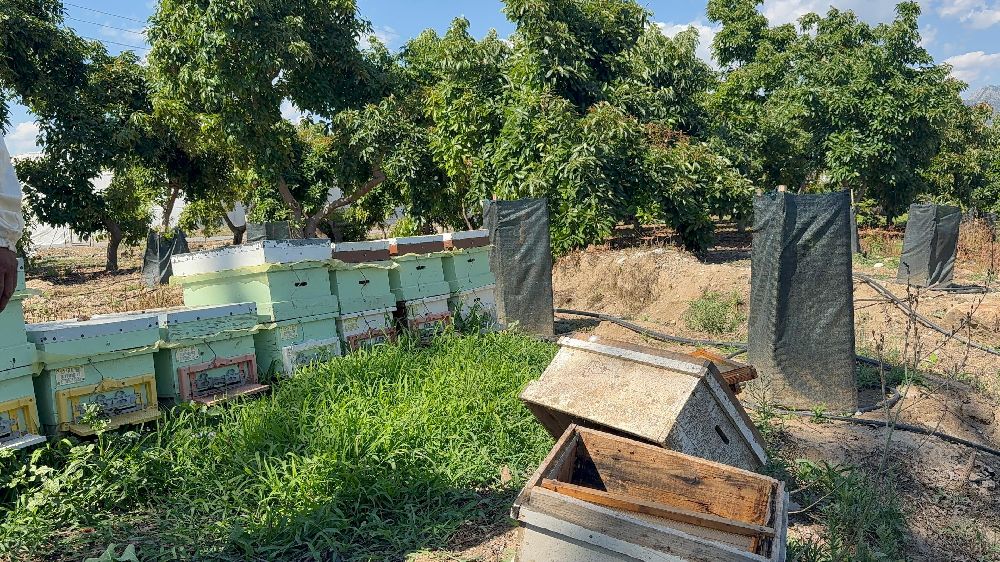 Kovanlarına ayı saldıran arıcı: "Bal falan kalmamış"