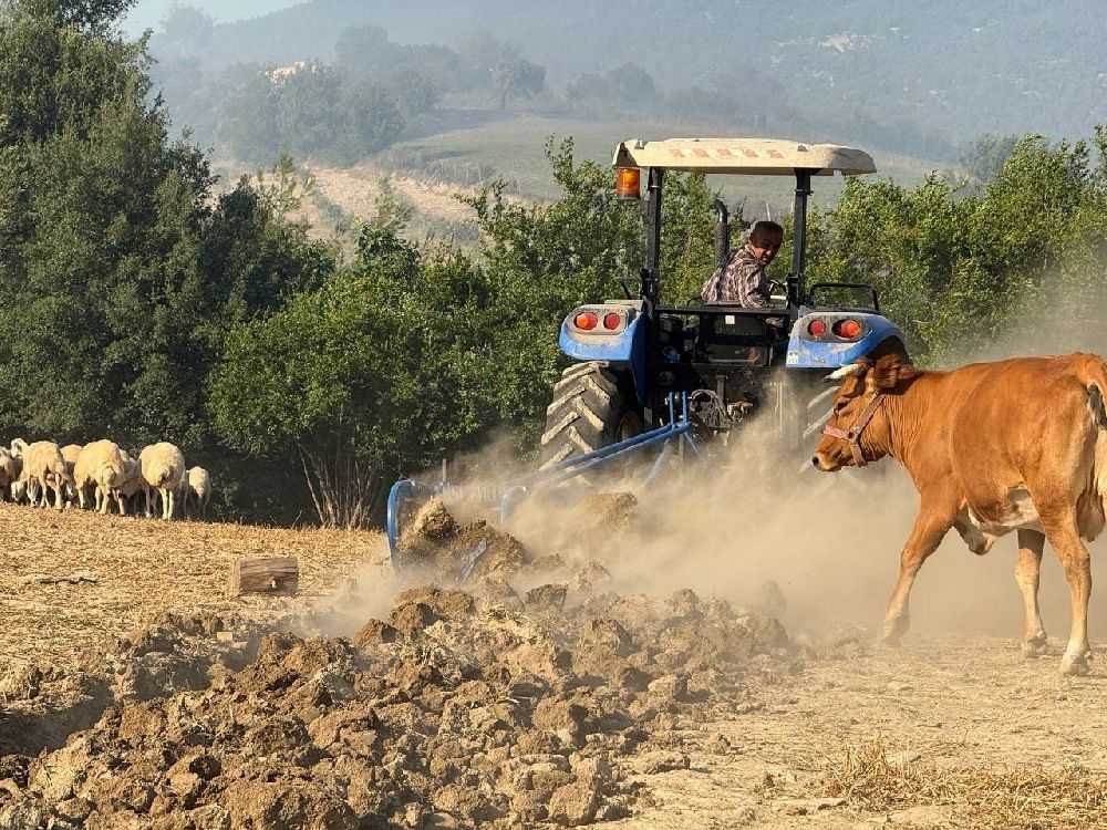 Kozan'daki orman yangınında çiftçiler, hayvanlarını korumak için mücadele etti