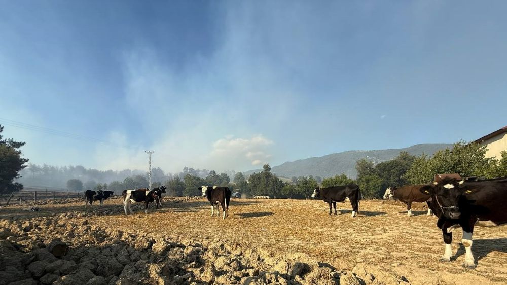 Kozan'daki orman yangınında çiftçiler, hayvanlarını korumak için mücadele etti