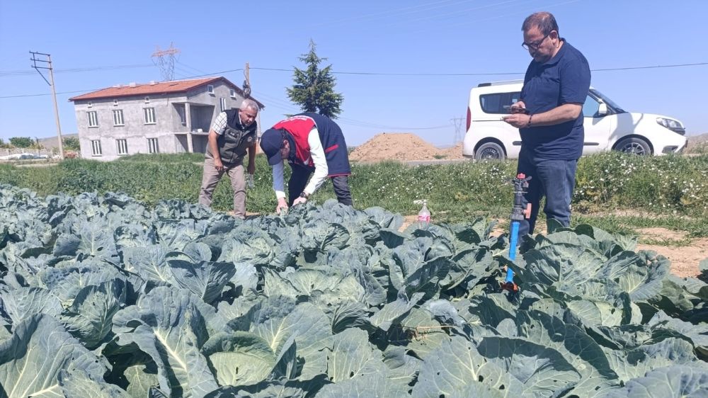 Lahana üreticilerine uyarıda bulunuldu