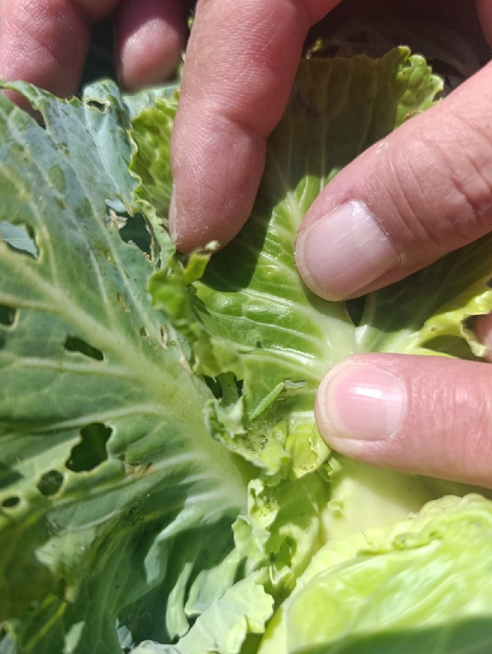 Lahana üreticilerine uyarıda bulunuldu