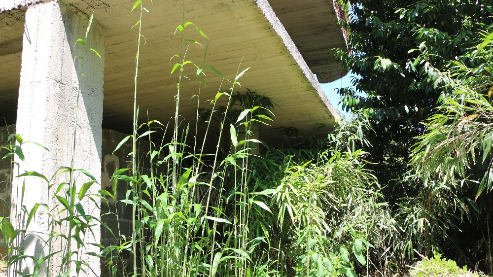 Mahalle sakininden kamış isyanı: "Bir kaç sene sonra köy kapanır"