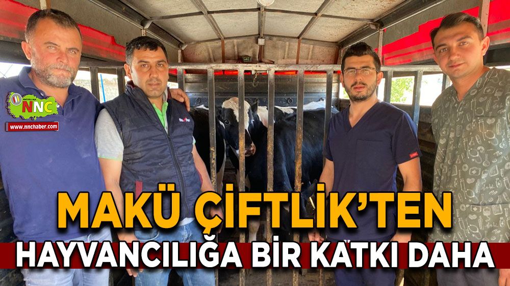 MAKÜ Çiftlik’ten hayvancılığa bir katkı daha 4 Yeni şampiyon boğa suni tohumlama sektörüne kazandırıldı