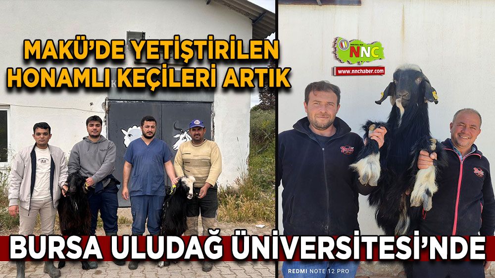 MAKÜ’de yetiştirilen Honamlı keçileri artık Bursa Uludağ Üniversitesi’nde