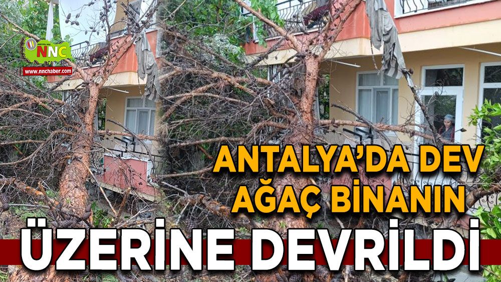 Manavgat’ta dev ağaç binanın üzerine devrildi