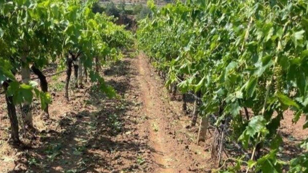 Manisa’da fırtına korkuttu Bağlar doludan kanaviçeyle korundu