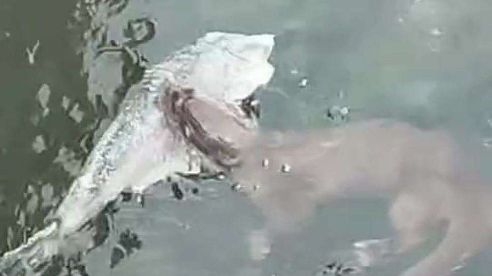 Marmara'da nadir görülen su samurları, Tekirdağ kıyılarında görüntülendi