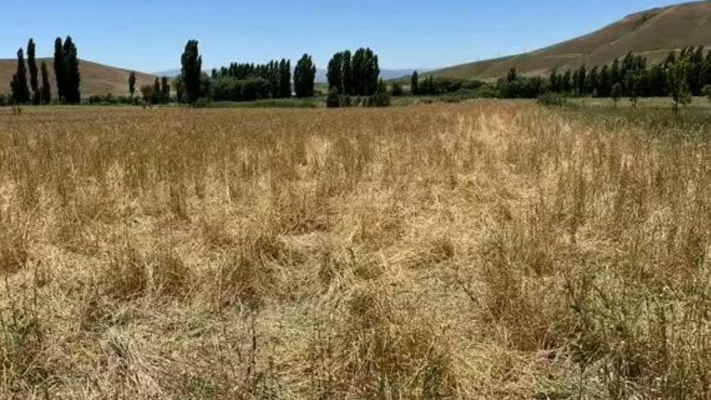 Muş’ta yaban domuzları ekili araziyi talan etti