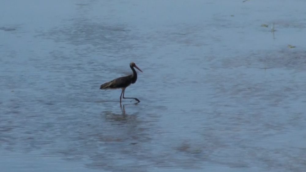 Nadir görülen Kara leylek, Türkiye'nin en uzun nehrinde görüntülendi
