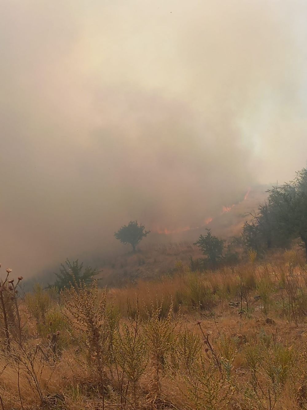 Nazilli'de zirai alan yangını