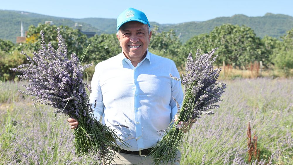  Nilüfer’de lavanta hasadı başladı