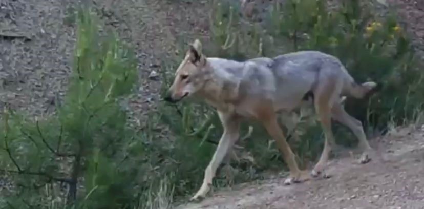 "Ormanın hayaleti" vaşak doğal ortamında kamerada"