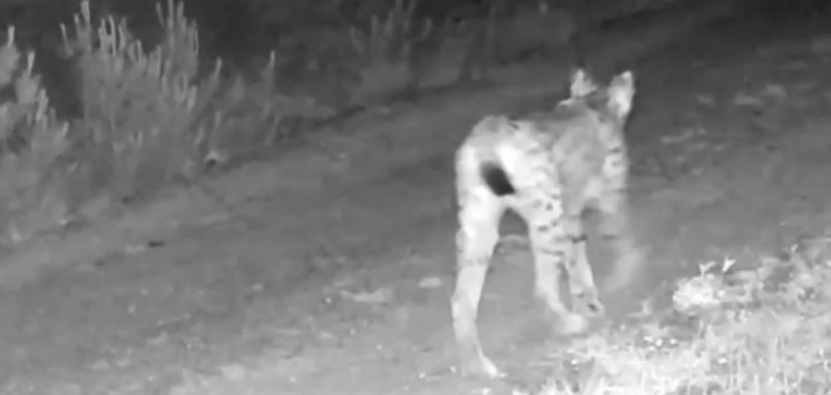 "Ormanın hayaleti" vaşak doğal ortamında kamerada"