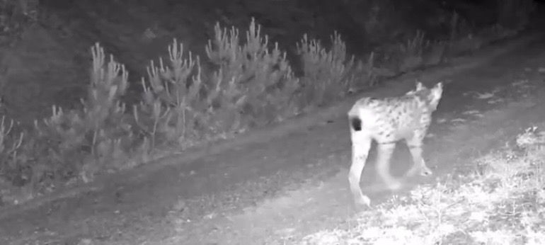 "Ormanın hayaleti" vaşak doğal ortamında kamerada"