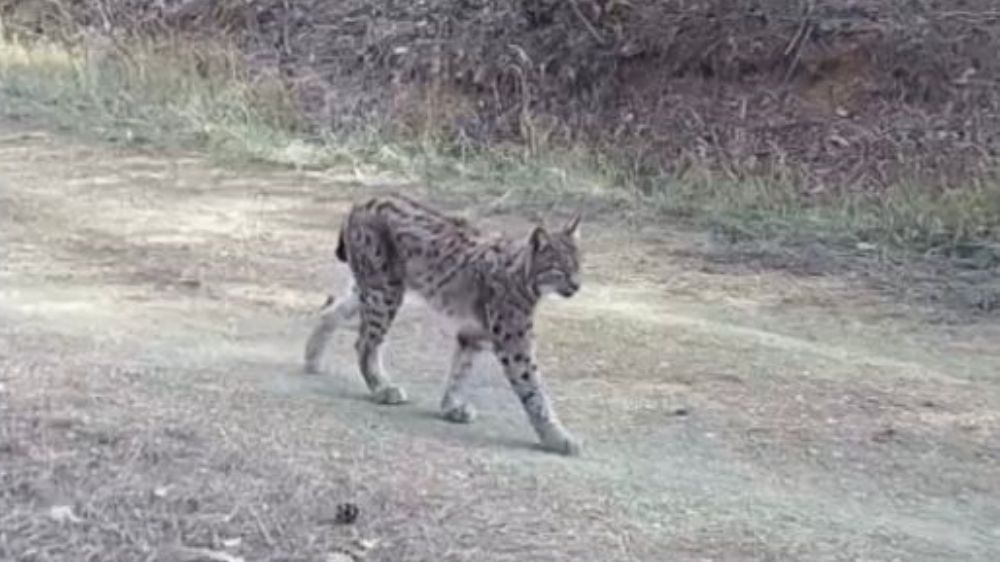 "Ormanın hayaleti" vaşak doğal ortamında kamerada"