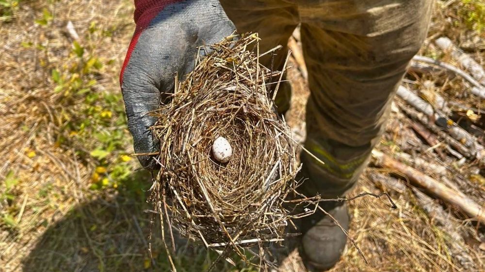 Ormanın sessiz sakinlerine de kalkan oldular: Yangının ortasından kuş yuvası kurtarıldı