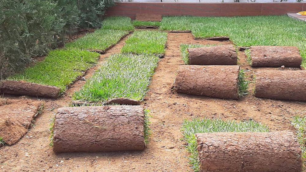 Peyzaj dönemi devam ediyor, çim ekimi ve fiyatları neye göre belirleniyor?