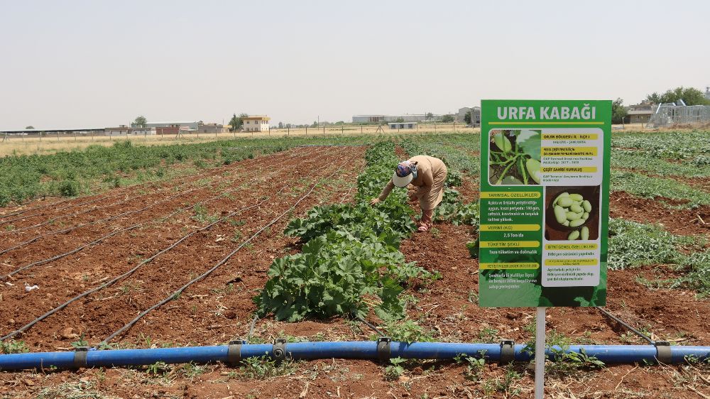  Şanlıurfa’da ata tohumu hasadı gerçekleştirildi