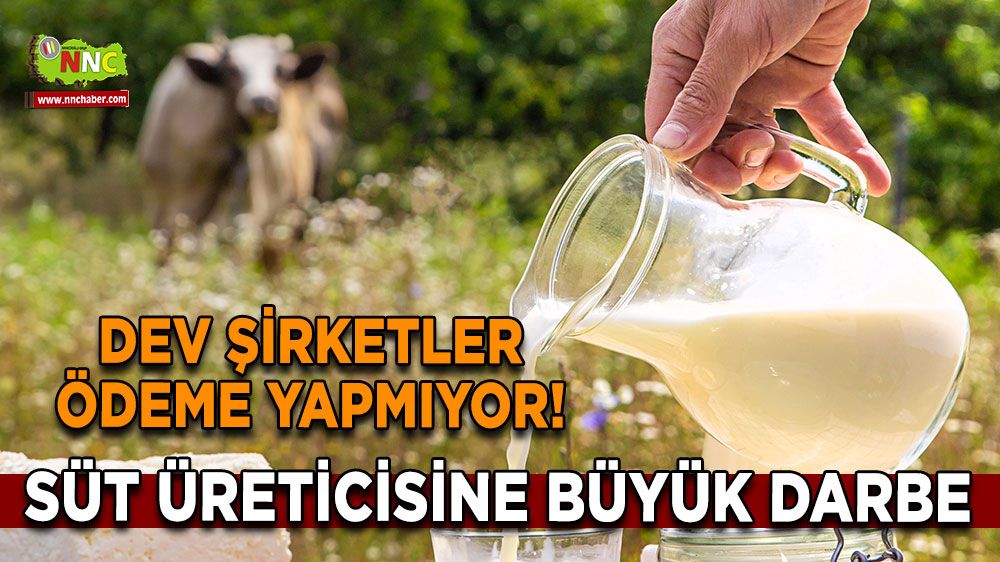 Süt üreticisine büyük darbe Dev şirketler ödeme yapmıyor!