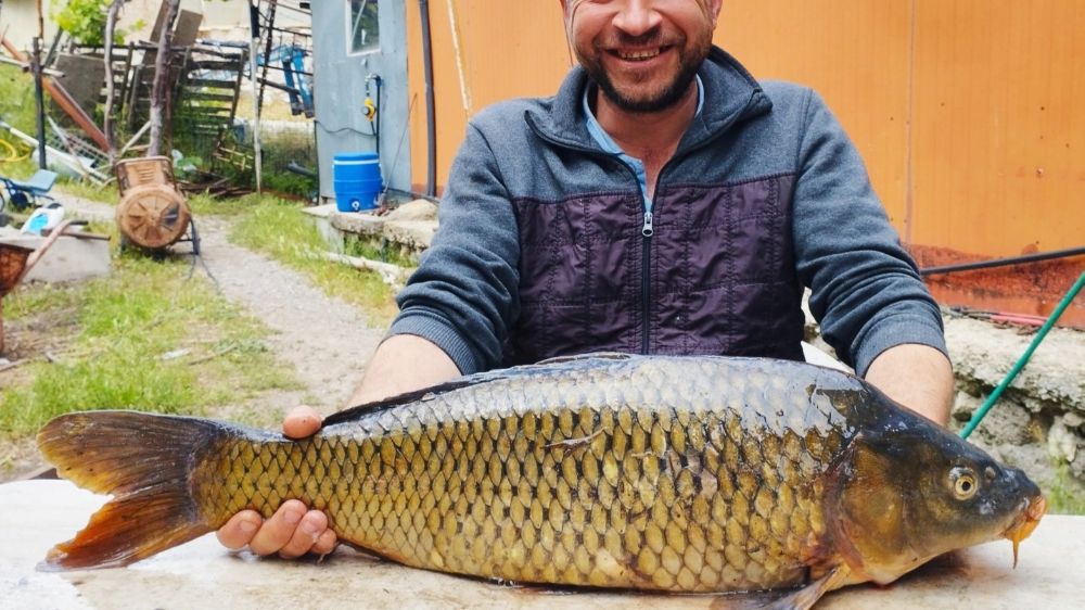 Tarlada 7 kiloluk sazan yakaladı