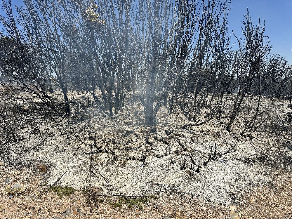 Uşak’ta tarım arazisinde çıkan yangın makilik alama sıçradı