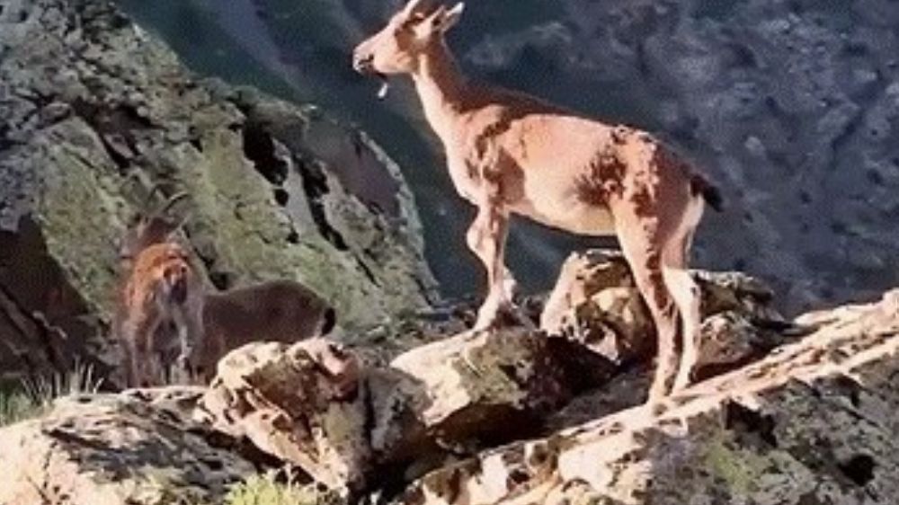 Vali Aydoğdu dağ keçilerinin görüntülerini paylaştı: "Huzurun şehri, Erzincan"