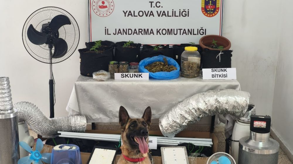 Yalova'da evini uyuşturucu serasına çeviren zanlı yakalandı