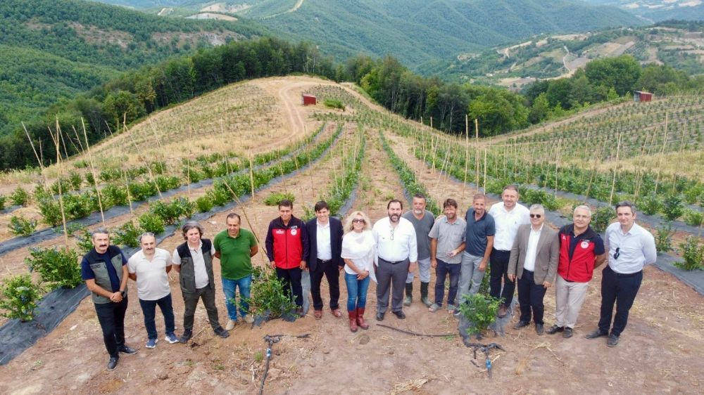 Yalova’da mavi yemiş hasadı