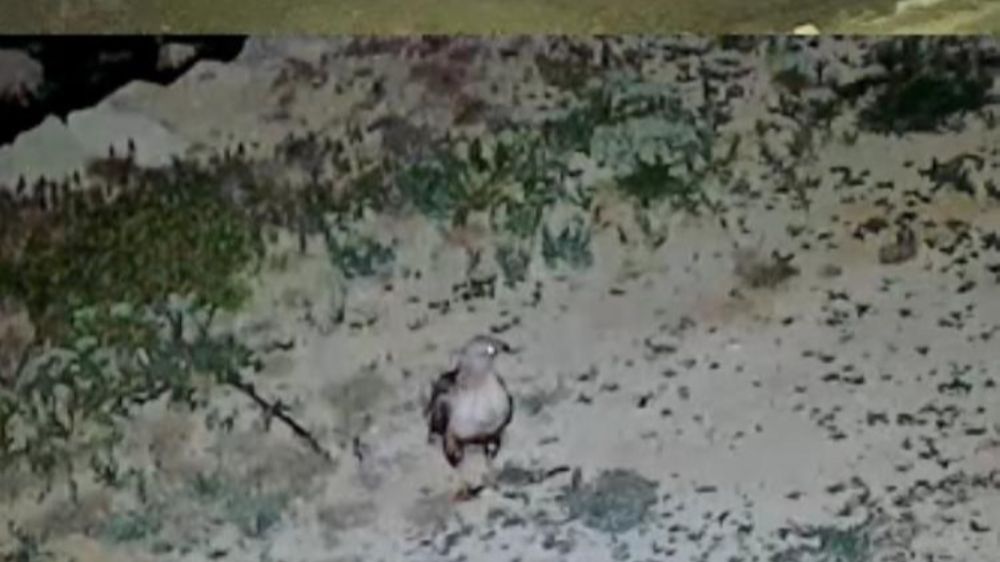 Yayladaki evin bahçesi yabani hayvanların mekanı oldu