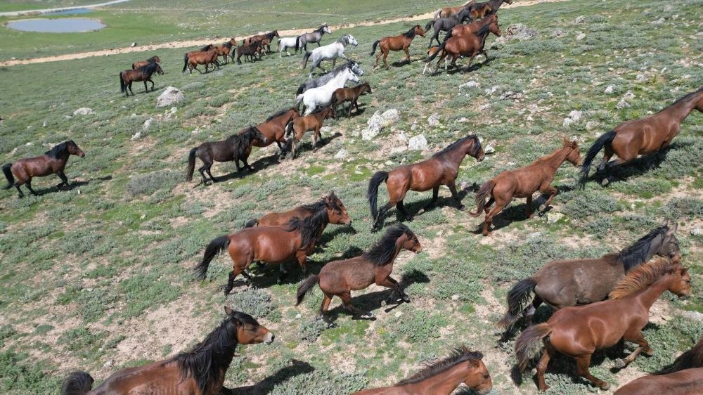 Yayladan aşağı inen yılkı atları dron ile görüntülendi