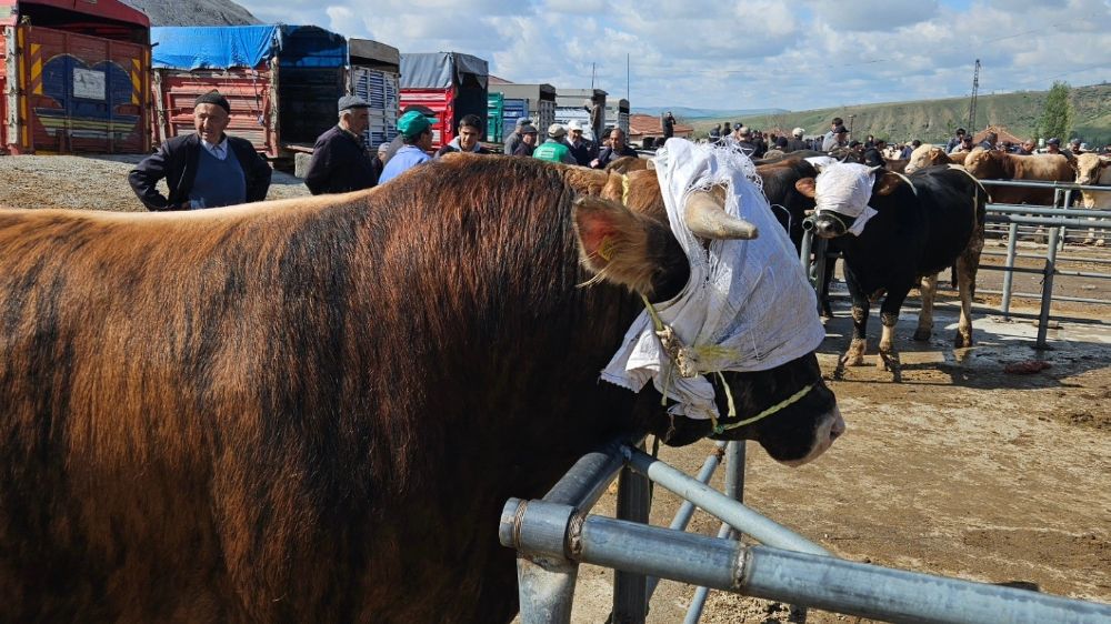 Yozgat genelindeki hayvan pazarları tedbir amaçlı kapatıldı