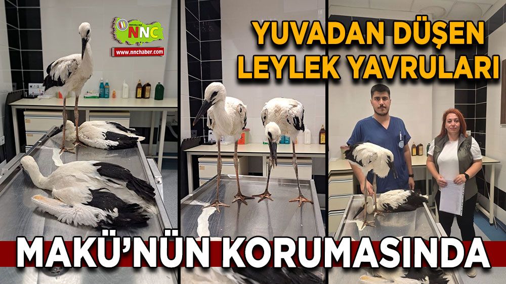 Yuvadan düşen leylek yavruları MAKÜ’nün korumasında