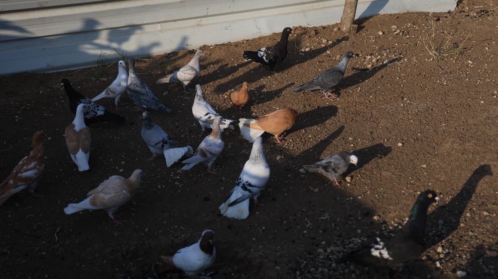 4 ayaklı olarak yumurtadan çıkan güvercin yavrusu 2 gün yaşayabildi
