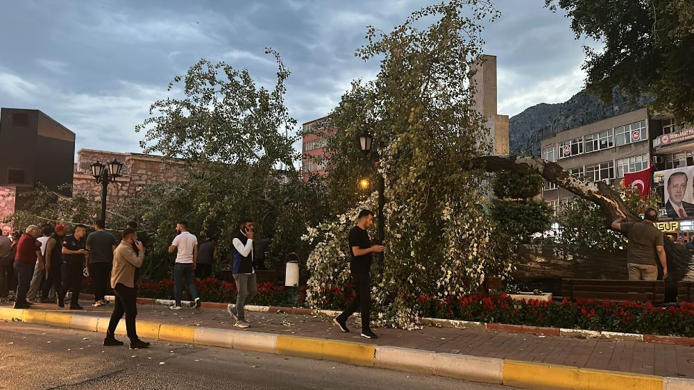 457 yıllık anıt ağacı Akkavak kökünden devrildi, facianın eşiğinden dönüldü