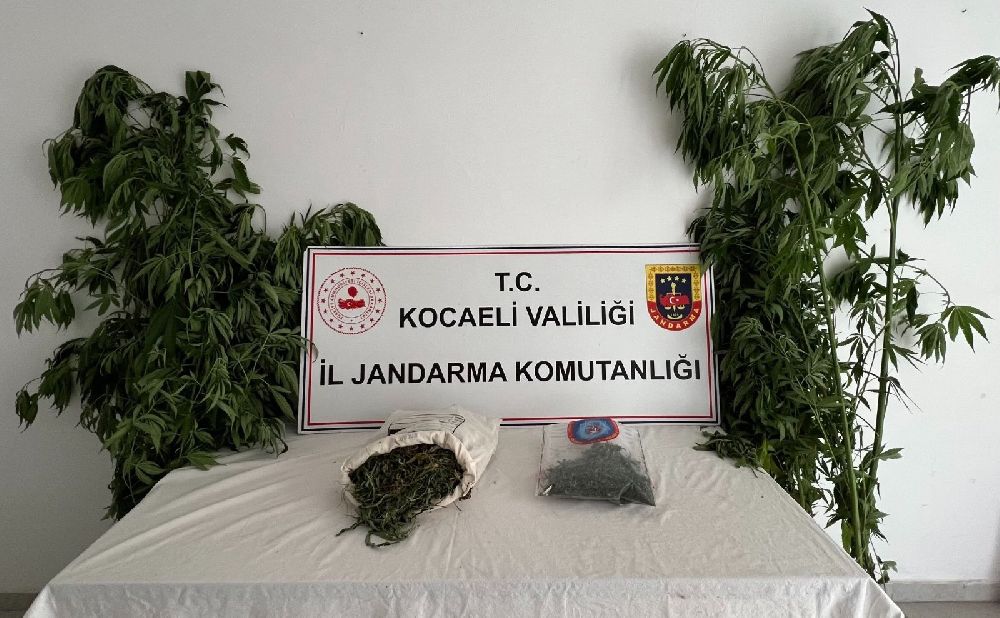 556 kök kenevir ve 5 kilo skunk ele geçirildi: 2 şüpheli tutuklandı