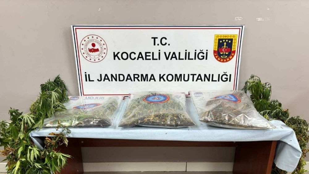 556 kök kenevir ve 5 kilo skunk ele geçirildi: 2 şüpheli tutuklandı